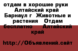 отдам в хорошие руки - Алтайский край, Барнаул г. Животные и растения » Отдам бесплатно   . Алтайский край